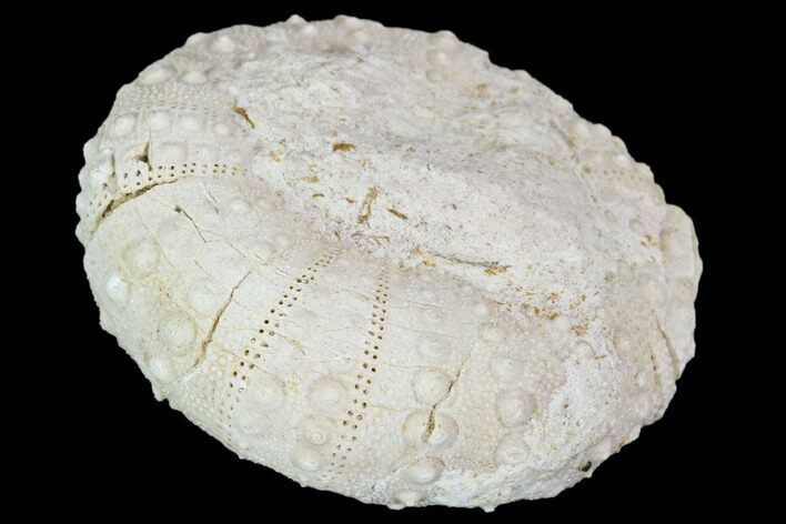 Fossil Sea Urchin (Heterodiadema) - Morocco #104482